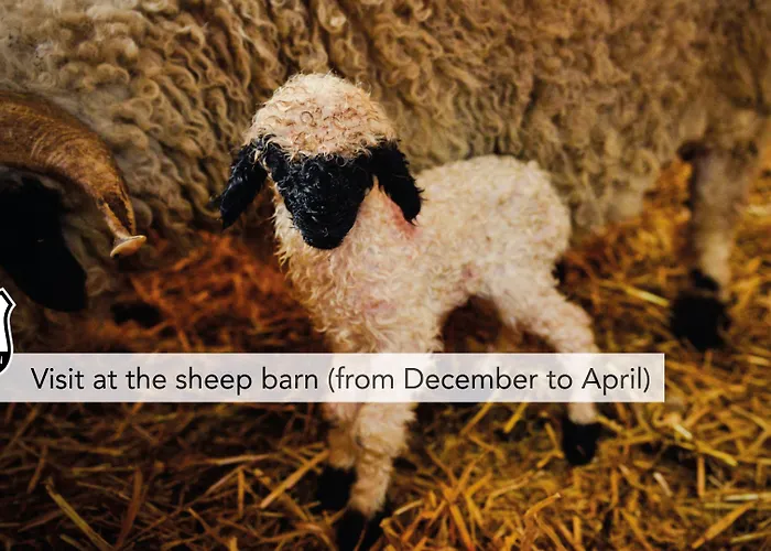 ウェルネス アルペンホフ ホテル ツェルマット