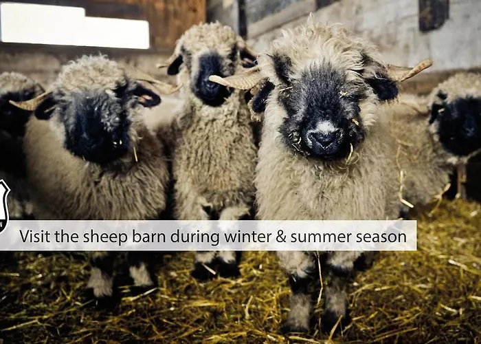 ウェルネス アルペンホフ ホテル 4*