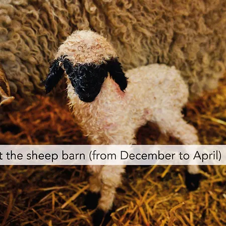 Wellness Alpenhof Hotel Zermatt